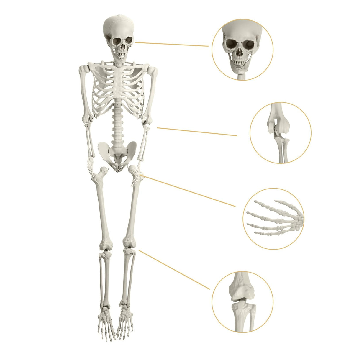165cm Posable Full Body Skeleton P781