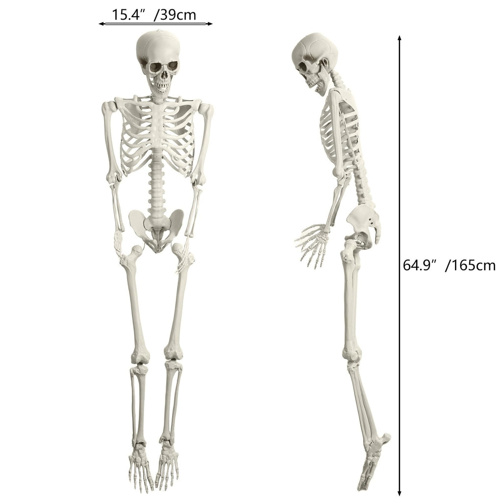 165cm Posable Full Body Skeleton P781