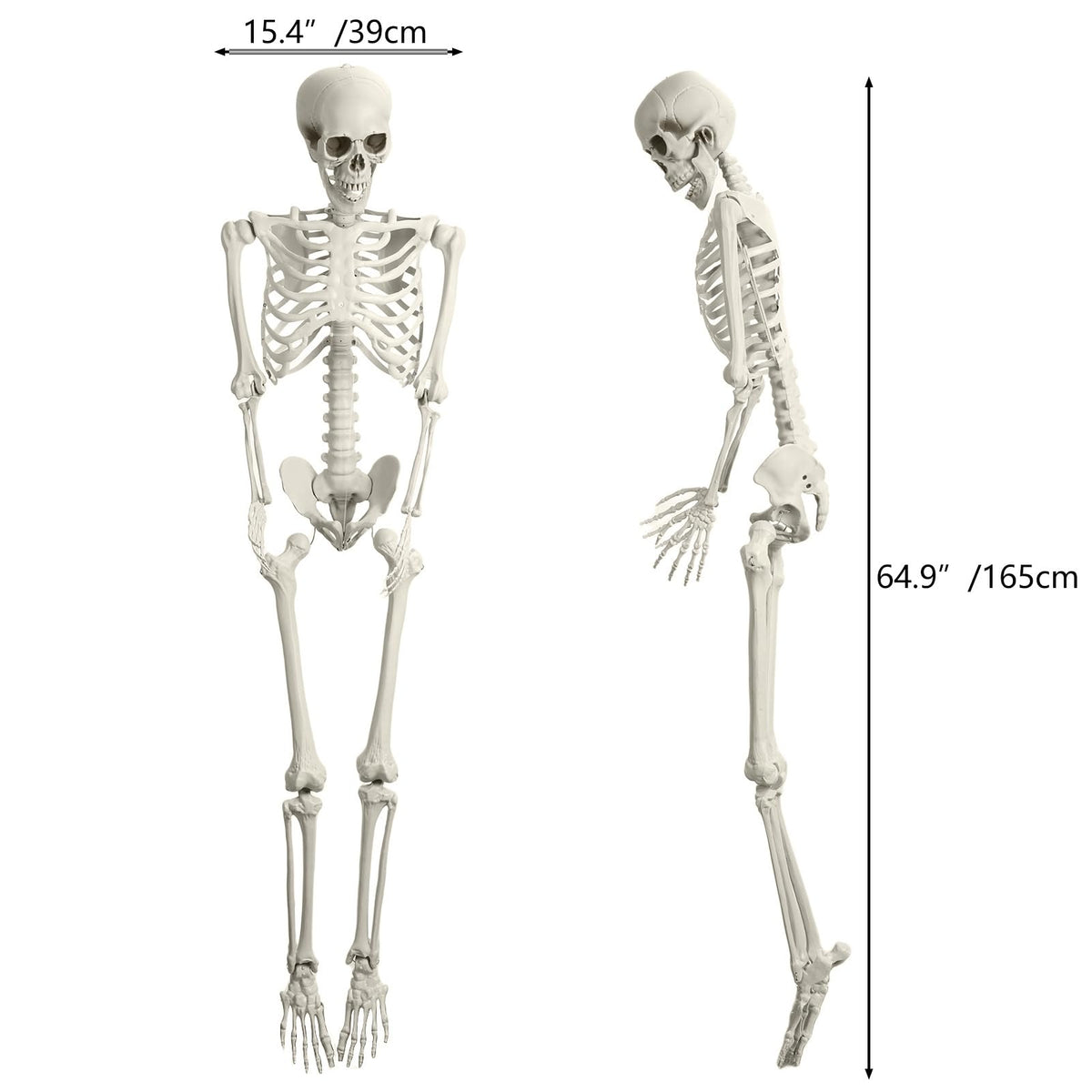 165cm Posable Full Body Skeleton P781