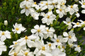 White Fragrant Flowers 1 Gallon Gardenia Plant A366641