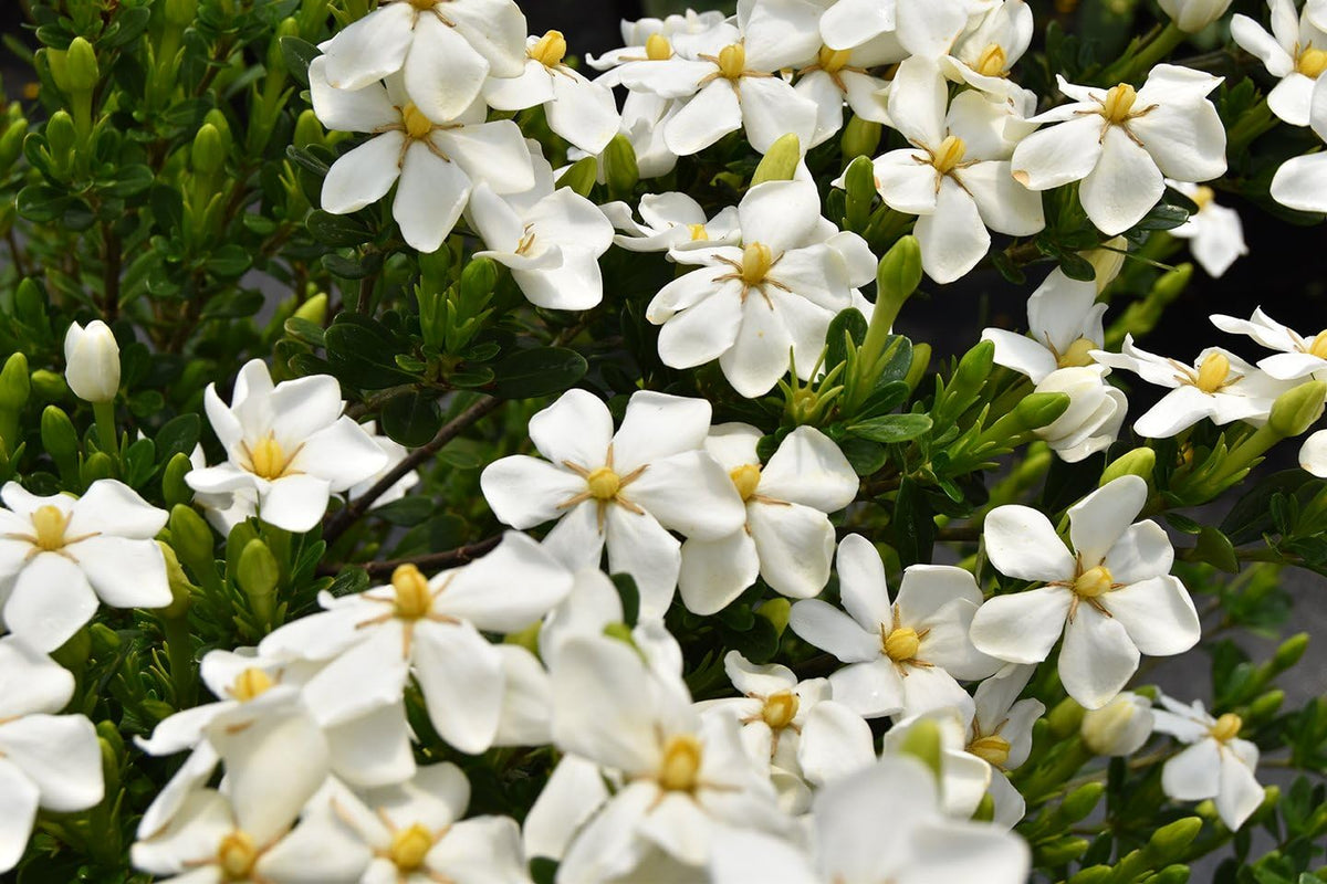 White Fragrant Flowers 1 Gallon Gardenia Plant A366641